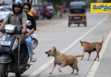 శునకాలపై ప్రేమ.. మరి మనుషులపై? Street Dogs