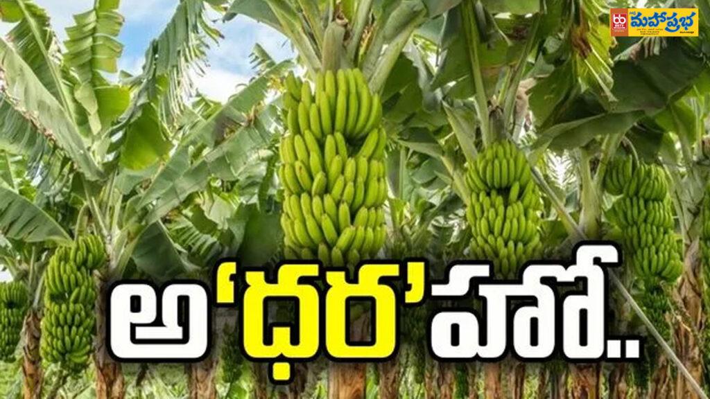 అ‘ధర’హో.. అరటి క్వింటా రూ.25 వేలు