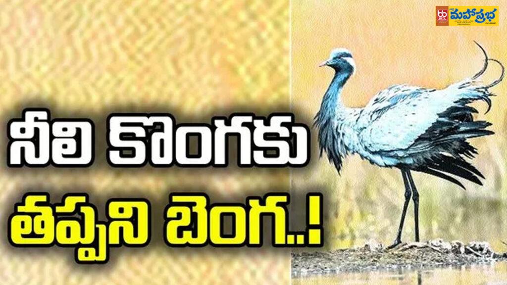 నీలి కొంగకు తప్పని బెంగ..!