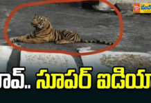 వావ్.. సూపర్ ఐడియా.. పులి బొమ్మను ఇలా కూడా ఉపయోగించుకోవచ్చా..