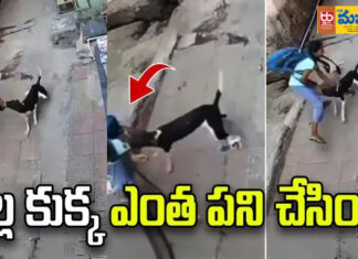 నల్ల కుక్క ఎంత పని చేసింది.. తమ్ముడితో పాటు వెళుతున్న 11 ఏళ్ల బాలికను.